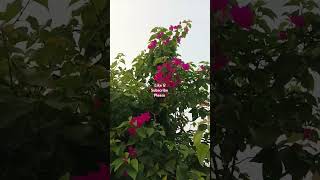 Pinky flower nature natureplants shortvideos natureslover [upl. by Nylessoj855]