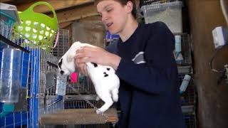 Video 2 Introducing the Varieties of the Mini Rex Rabbits [upl. by Vivia]