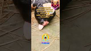 স্বপ্ন আর নেই abnormal birth calf cow nature animals delivery dairy farm reels shorts [upl. by Kapoor]