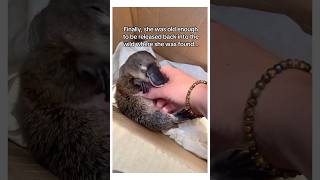 Platypus baby saved wholesome animal [upl. by Ellener496]