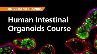 OnDemand Training Human Intestinal Organoid Course [upl. by Yentrok]