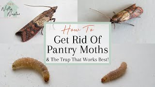 How To Get Rid Of Pantry Moths  Indian Meal Moth Traps That Work [upl. by Eugenia591]