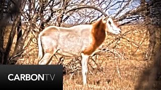 Archery Scimitar Horned Oryx Hunt In Texas [upl. by Orland]