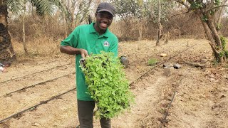 Best method of applying poultry manure Fertilizers Dip placement [upl. by Cirted156]