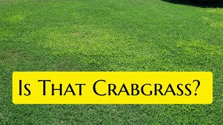 Identify Crabgrass In ANY Lawn In Just 3Steps [upl. by Lynna990]