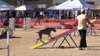 Weimaraner Agility Cassi [upl. by Enirbas]