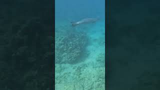 Tagged monk seal [upl. by Kehr]