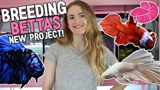 Breeding Beautiful Bettas on the New Fish Rack Step by Step Avatar Platinum White and Koi [upl. by Guildroy]