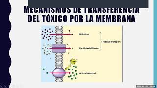 2 MECANISMOS DE TOXICIDAD [upl. by Gazo]