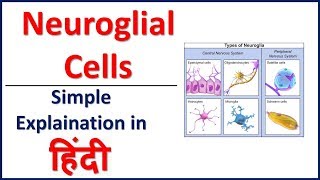 Neuroglial Cells Glial Cells Simple Explaination in Hindi  Bhushan Science [upl. by Yrocej]