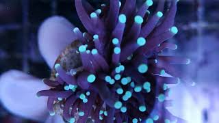 Euphyllia glabrescens black torch coral gandalf [upl. by Yetnom]