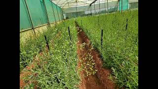 Gypsophilia Farming gypsophila Gypso Babybreathefarming modernfarming indianagriculture [upl. by Yendroc730]