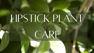 ABOUT AESCHYNANTHUS  Lipstick plant basic care guide [upl. by Crisey295]