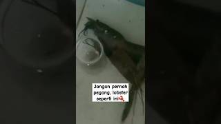 Hatihati ❗gemmafarm lobsterairtawar moulting gantikulit cangkang budidaya ikan udang nila [upl. by Aruabea]