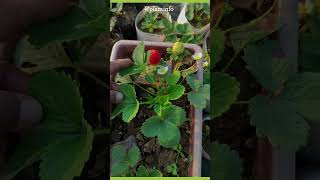 strawberry growing care tip [upl. by Encratia]