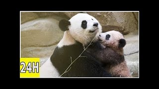 Zoo de beauval  le bébé panda fait sa première apparition publique [upl. by Conlen]