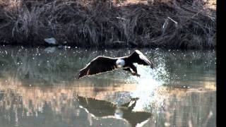 Decorah Eagles [upl. by Darla]