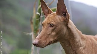 Podenco Canario  Raza de Perro [upl. by Psyche]