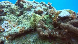 OCTOPUS Diving Key West w Lost Reef Adventures 51224 [upl. by Adnal]