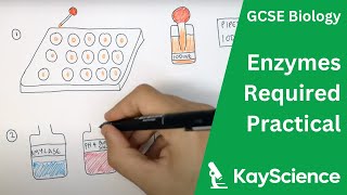 Enzymes Required Practical  GCSE Biology  kaysciencecom [upl. by Erinna]