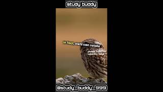 Owl Eyes The Surprising TruthOwlFacts BirdBrain WildlifeWonders AnimalEyes [upl. by Adav272]