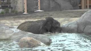 African Elephant Shenga Goes Swimming 2011 [upl. by Acirtap280]