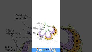 Glandula salival Histologia biology dental  glandula odontolovers [upl. by Gavriella]