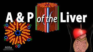 Anatomy and Physiology of the Liver Animation [upl. by Dorotea190]