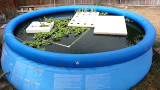 Harvesting Freshwater Prawns From My Pool [upl. by Akimal]