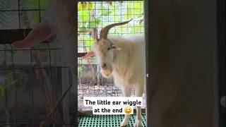 Saanen Male  Goats World Kerala [upl. by Gnilrac]