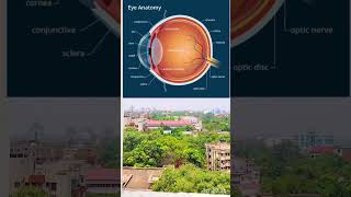 EYE Anatomy of eye [upl. by Nedmac]