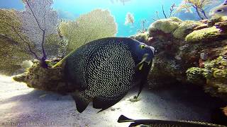 Alligator Reef  Florida Keys [upl. by Enybor]