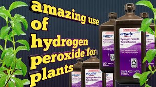 hydrogenperoxide Hydrogen peroxide benefits for plants [upl. by Gnilsia]