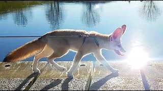 Long Leash Walk with Djinn the Fennec Fox [upl. by Groscr]