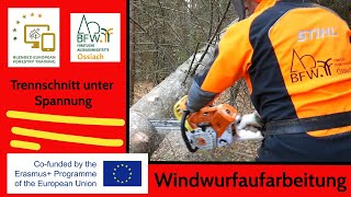 Windwurfaufarbeitung I Trennschnitt unter Spannung I angelehnter Baum I FAST Ossiach [upl. by Ayekram773]