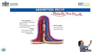 Animal Nutrition  Assimilation amp Egestion Homeostatic Control of Blood Glucose [upl. by Ryann]