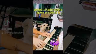 Perrito cantante animalandia respetoanimal soykorsy shortsfeed amoranimal perros viral [upl. by Auqcinahs430]