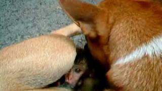 Dog Adopts Monkey in Thailand [upl. by Aroled]