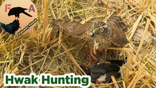 Sparrowhawk Hunting Birds  shikar he shikar  Falconry Attack [upl. by Adnaval709]