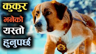 Stolen Dog Becomes the Leader of Wolf Pack  Movie Explained in Nepali  TS explainer nepal [upl. by Ereynihc]