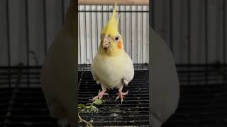 cockatiel birds pets parrot cockatielbird cockatielsinging cockatielsound ytshorts shorts [upl. by Eugine164]