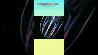 Ctenophora comb jelly hewan unik yang bercahaya shorts [upl. by Seldan301]