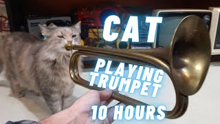 Cat Playing Trumpet 10 Hours [upl. by Aleehs978]