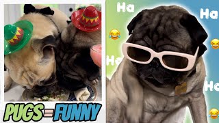 The Funniest Dog Breed EVER Pug Shorts Compilation [upl. by Horatio]