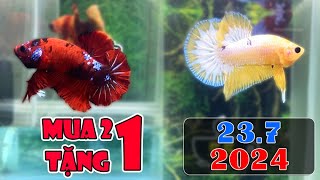 237 MINI GAME 214  60Kcon 2 BETTA 99K  ZL O9433OO365  Đợt Cá NEMO GLX FCCP 41  141 [upl. by Adnwahsal549]