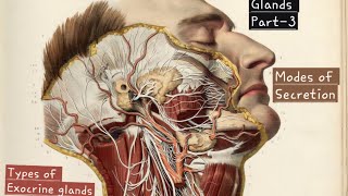 Glands  Part3  Types of Exocrine glands  Modes of Secretion  Anatomy  Physiology  BSc MSc [upl. by Atirres293]