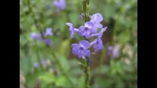 長穗木  Blue porterweed   Stachytarpheta jamaicensis  L  vahl [upl. by Ennazor3]