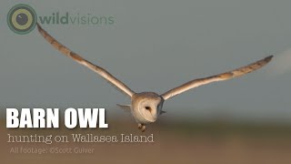 Barn Owl  Tyto alba  hunting on Wallasea Island  Part 2 slow motion [upl. by Farman782]