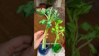 Celery is actually pretty thirsty  when you add food colouring it travels up the stalk🌱 [upl. by Burt289]