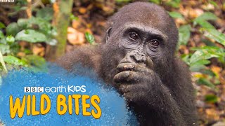 Gorillas are HIGHLY Intelligent  Wild Bites  BBC Earth Kids [upl. by Yeldarb]